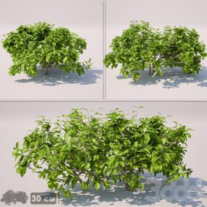 现代灌木绿植组合3d模型「免费下载」